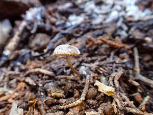  ( - HAY-F-003678)  @11 [ ] by-nc (2023) Dean Lyons Fungal Diversity Survey