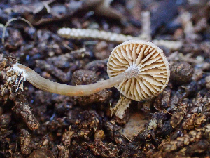  ( - HAY-F-003678)  @11 [ ] by-nc (2023) Dean Lyons Fungal Diversity Survey