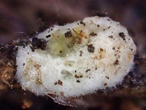  (Glomeromycetes - HAY-F-003679)  @11 [ ] by-nc (2023) Dean Lyons Fungal Diversity Survey