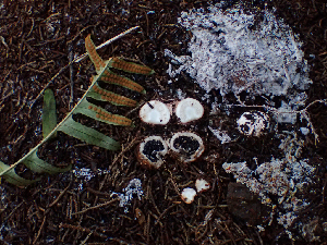 ( - HAY-F-003752)  @11 [ ] by-nc (2023) Dean Lyons Fungal Diversity Survey