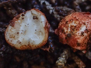  ( - HAY-F-003752)  @11 [ ] by-nc (2023) Dean Lyons Fungal Diversity Survey
