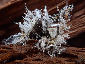  ( - HAY-F-003682)  @11 [ ] by-nc (2023) Dean Lyons Fungal Diversity Survey