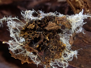  ( - HAY-F-003682)  @11 [ ] by-nc (2023) Dean Lyons Fungal Diversity Survey