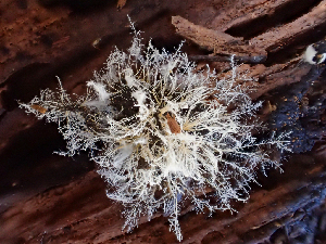  ( - HAY-F-003682)  @11 [ ] by-nc (2023) Dean Lyons Fungal Diversity Survey