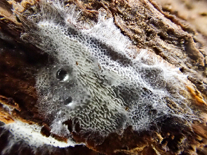  (Trechispora sp. mollusca-CA01 - HAY-F-003683)  @11 [ ] by-nc (2023) Dean Lyons Fungal Diversity Survey