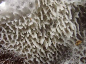  ( - HAY-F-003683)  @11 [ ] by-nc (2023) Dean Lyons Fungal Diversity Survey