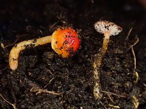  (Hygrocybe sp. CA02 - HAY-F-003684)  @11 [ ] by-nc (2023) Dean Lyons Fungal Diversity Survey