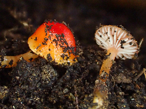  ( - HAY-F-003684)  @11 [ ] by-nc (2023) Dean Lyons Fungal Diversity Survey