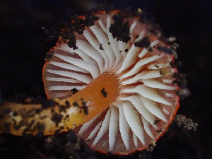  ( - HAY-F-003684)  @11 [ ] by-nc (2023) Dean Lyons Fungal Diversity Survey