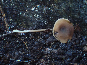  ( - HAY-F-003685)  @11 [ ] by-nc (2023) Dean Lyons Fungal Diversity Survey