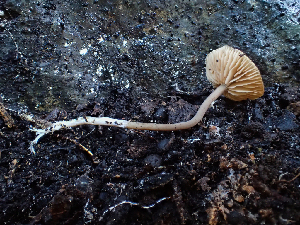  (Rhodocybe sp. CA04 - HAY-F-003685)  @11 [ ] by-nc (2023) Dean Lyons Fungal Diversity Survey