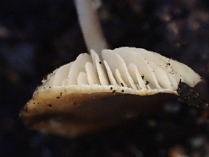  ( - HAY-F-003685)  @11 [ ] by-nc (2023) Dean Lyons Fungal Diversity Survey