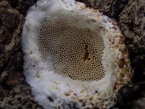  ( - HAY-F-003686)  @11 [ ] by-nc (2023) Dean Lyons Fungal Diversity Survey