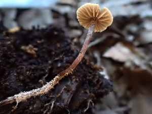  ( - HAY-F-003688)  @11 [ ] by-nc (2023) Dean Lyons Fungal Diversity Survey