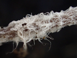  ( - HAY-F-003688)  @11 [ ] by-nc (2023) Dean Lyons Fungal Diversity Survey