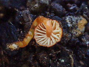  ( - HAY-F-003691)  @11 [ ] by-nc (2023) Dean Lyons Fungal Diversity Survey