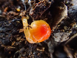  ( - HAY-F-003691)  @11 [ ] by-nc (2023) Dean Lyons Fungal Diversity Survey