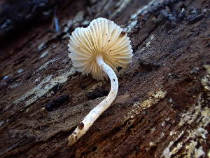  (Leucoagaricus sp. CA03 - HAY-F-003707)  @11 [ ] by-nc (2023) Dean Lyons Fungal Diversity Survey