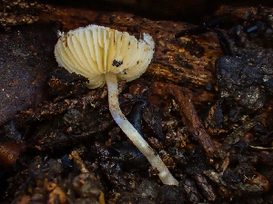  ( - HAY-F-003707)  @11 [ ] by-nc (2023) Dean Lyons Fungal Diversity Survey