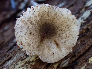  ( - HAY-F-003707)  @11 [ ] by-nc (2023) Dean Lyons Fungal Diversity Survey