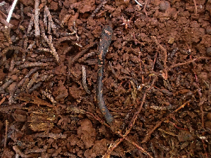  (Geoglossum sp. CA02 - HAY-F-003727)  @11 [ ] by-nc (2023) Dean Lyons Fungal Diversity Survey