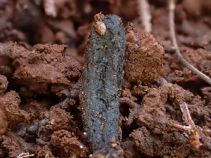  ( - HAY-F-003727)  @11 [ ] by-nc (2023) Dean Lyons Fungal Diversity Survey