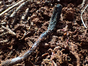  ( - HAY-F-003727)  @11 [ ] by-nc (2023) Dean Lyons Fungal Diversity Survey