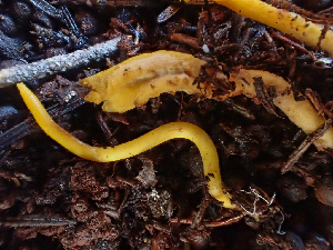  ( - HAY-F-003728)  @11 [ ] by-nc (2023) Dean Lyons Fungal Diversity Survey