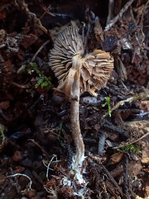  ( - HAY-F-003729)  @11 [ ] by-nc (2023) Dean Lyons Fungal Diversity Survey