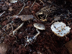  ( - HAY-F-003729)  @11 [ ] by-nc (2023) Dean Lyons Fungal Diversity Survey