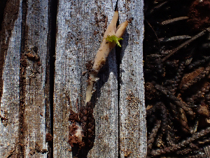  ( - HAY-F-003732)  @11 [ ] by-nc (2023) Dean Lyons Fungal Diversity Survey