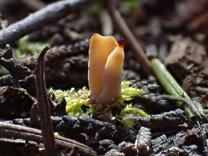  ( - HAY-F-003732)  @11 [ ] by-nc (2023) Dean Lyons Fungal Diversity Survey