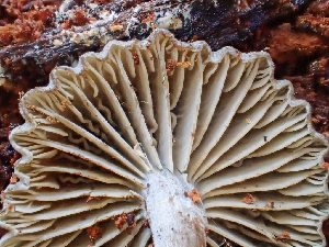  ( - HAY-F-003721)  @11 [ ] by-nc (2023) Dean Lyons Fungal Diversity Survey