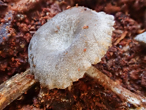  ( - HAY-F-003721)  @11 [ ] by-nc (2023) Dean Lyons Fungal Diversity Survey