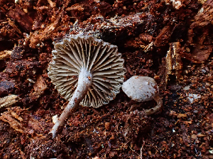  ( - HAY-F-003721)  @11 [ ] by-nc (2023) Dean Lyons Fungal Diversity Survey