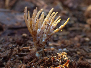  ( - HAY-F-003733)  @11 [ ] by-nc (2023) Dean Lyons Fungal Diversity Survey