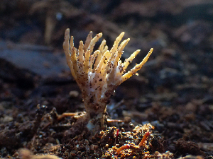  ( - HAY-F-003733)  @11 [ ] by-nc (2023) Dean Lyons Fungal Diversity Survey