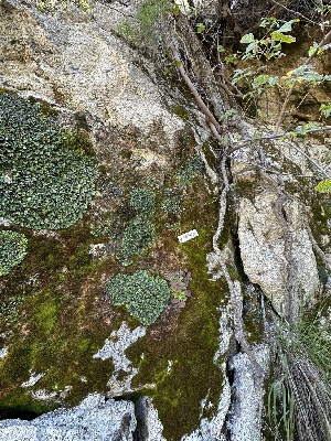 ( - HAY-F-001246)  @11 [ ] by-nc (2023) Aaron Tupac Fungal Diversity Survey