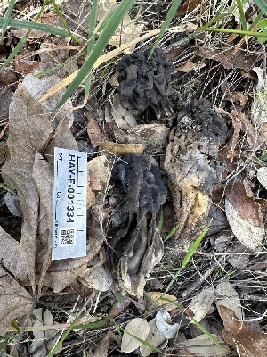  ( - HAY-F-001334)  @11 [ ] by-nc (2023) Aaron Tupac Fungal Diversity Survey
