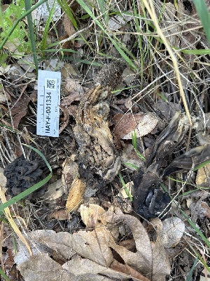  ( - HAY-F-001334)  @11 [ ] by-nc (2023) Aaron Tupac Fungal Diversity Survey