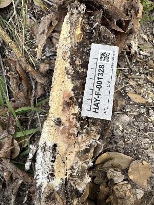  (Hyphoderma amoenum - HAY-F-001328)  @11 [ ] by-nc (2023) Aaron Tupac Fungal Diversity Survey