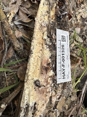  ( - HAY-F-001328)  @11 [ ] by-nc (2023) Aaron Tupac Fungal Diversity Survey