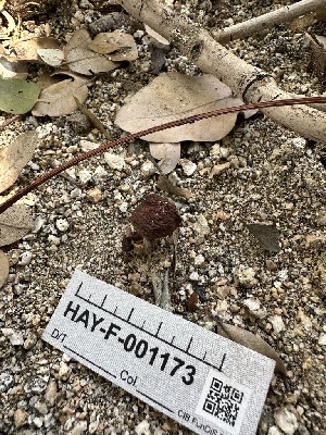  ( - HAY-F-001173)  @11 [ ] by-nc (2023) Aaron Tupac Fungal Diversity Survey
