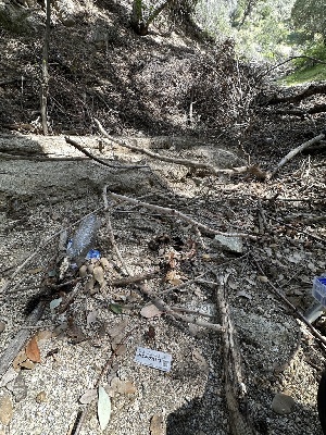  ( - HAY-F-001173)  @11 [ ] by-nc (2023) Aaron Tupac Fungal Diversity Survey