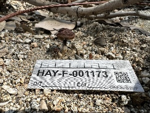  ( - HAY-F-001173)  @11 [ ] by-nc (2023) Aaron Tupac Fungal Diversity Survey