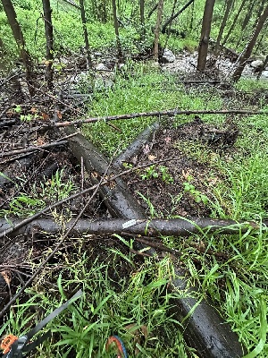  ( - HAY-F-001349)  @11 [ ] by-nc (2023) Aaron Tupac Fungal Diversity Survey