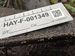  ( - HAY-F-001349)  @11 [ ] by-nc (2023) Aaron Tupac Fungal Diversity Survey