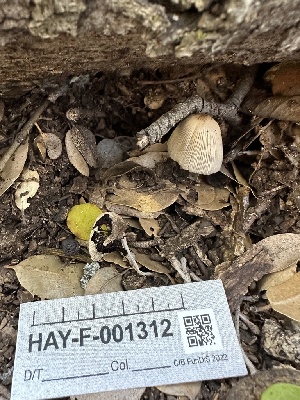  ( - HAY-F-001312)  @11 [ ] by-nc (2023) Aaron Tupac Fungal Diversity Survey