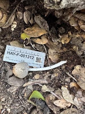  ( - HAY-F-001312)  @11 [ ] by-nc (2023) Aaron Tupac Fungal Diversity Survey