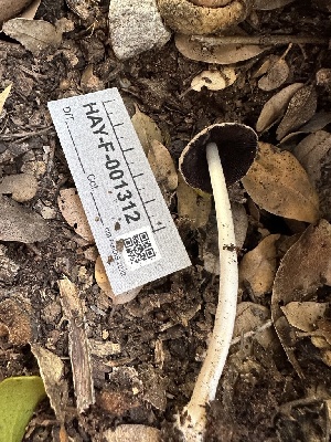  ( - HAY-F-001312)  @11 [ ] by-nc (2023) Aaron Tupac Fungal Diversity Survey